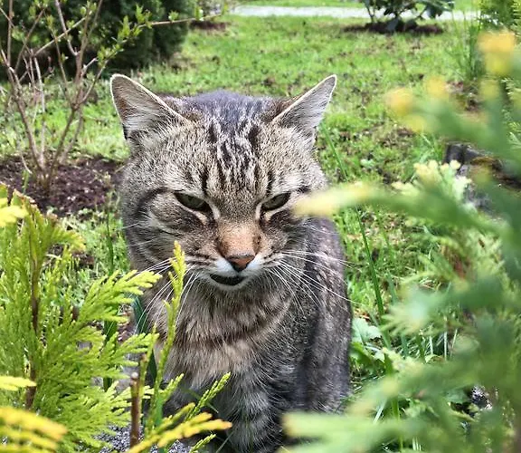 Zimorodek W Sercu Karkonoszy Parking I Wifi Gratis Gasthuis